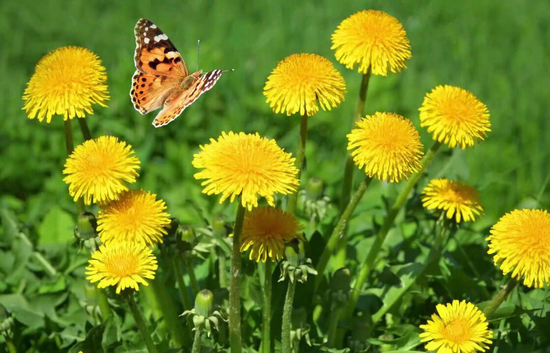 Harvesting dandelions for papillomas and warts