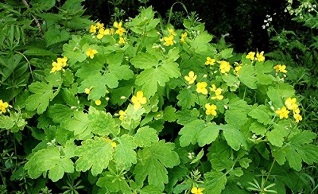 The use of celandine in warts