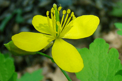 Celandine flower to remove papilloma